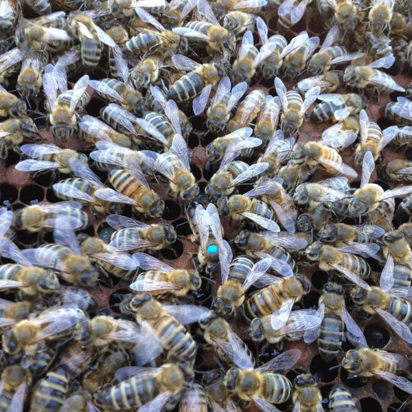 A live queen bee on honey comb surrounded by female chaperone bees