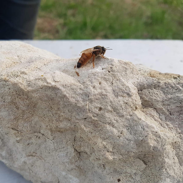A live queen bee sitting alone on a stone outside her hive