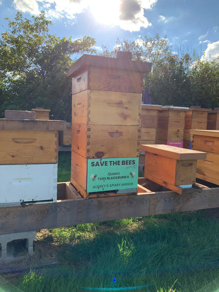 2025 Hive Sponsorship