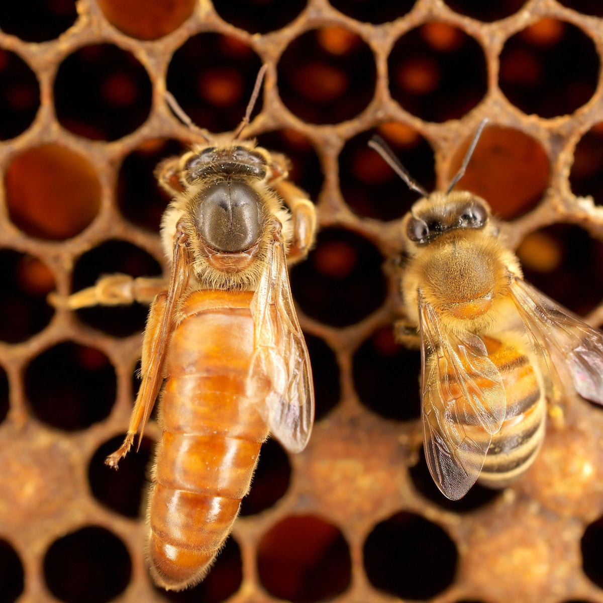 Queen Bees – Findlay Creek Apiary