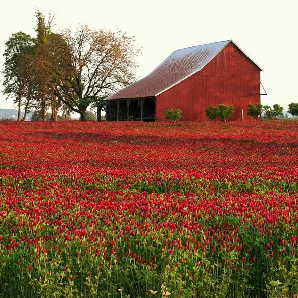 Crimson Clover