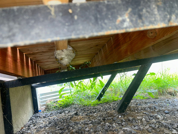 Stinging pest removal