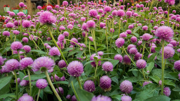 Red Clover