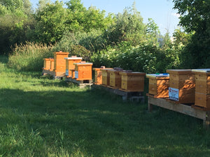 A long row of vibrant beehives in late afternoon sun