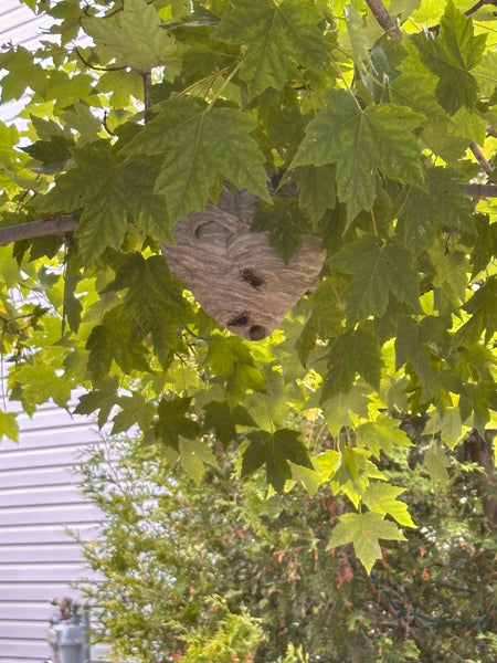 Stinging pest removal