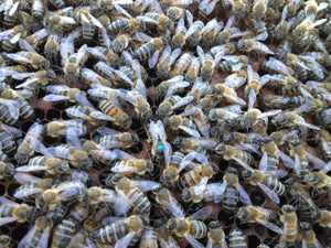 A live queen bee on honey comb surrounded by female chaperone bees