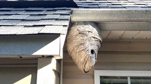 Stinging pest removal