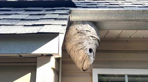 Stinging pest removal