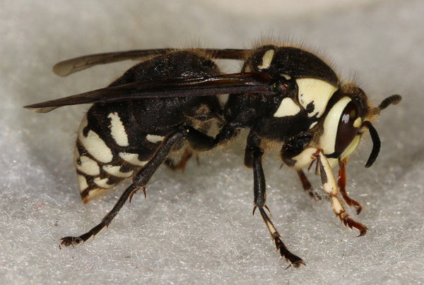 Stinging pest removal