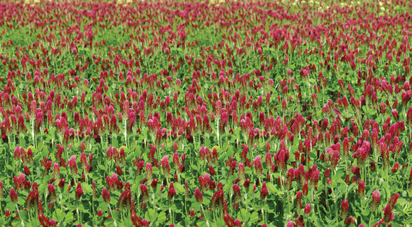 Crimson Clover