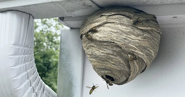 Stinging pest removal