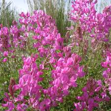 Sainfoin