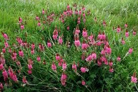 Sainfoin