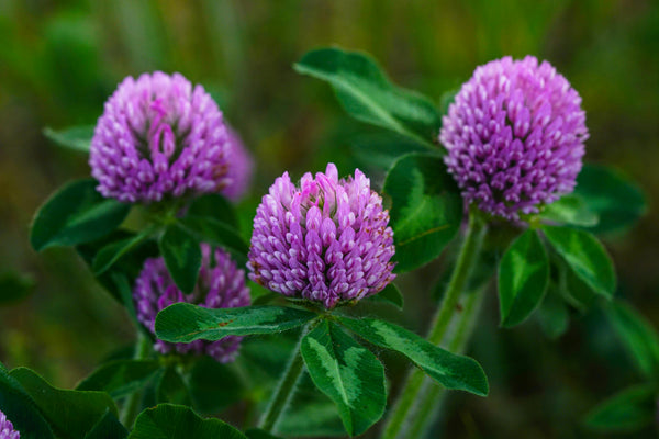 Red Clover