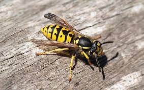 Stinging pest removal