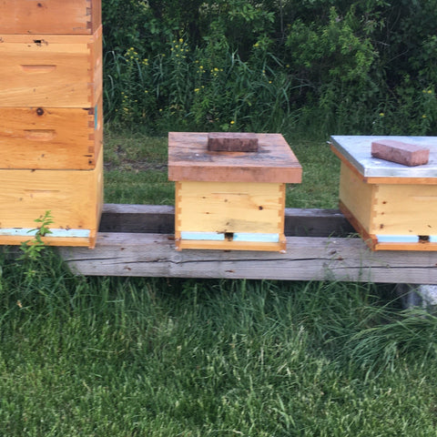 A single deep box containing a queen bee, worker bees and 10 frames of drawn comb brood.