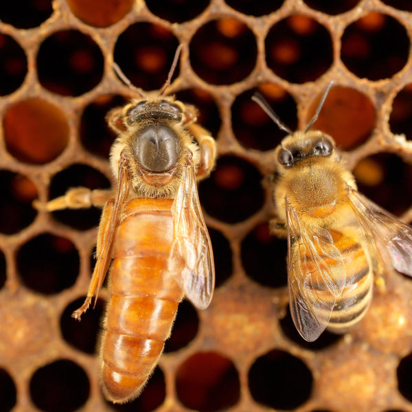 A live queen bee on honey comb beside a female worker bee. 