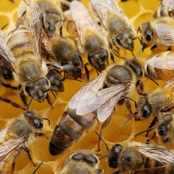 A live queen bee on honey comb surrounded by female chaperone bees